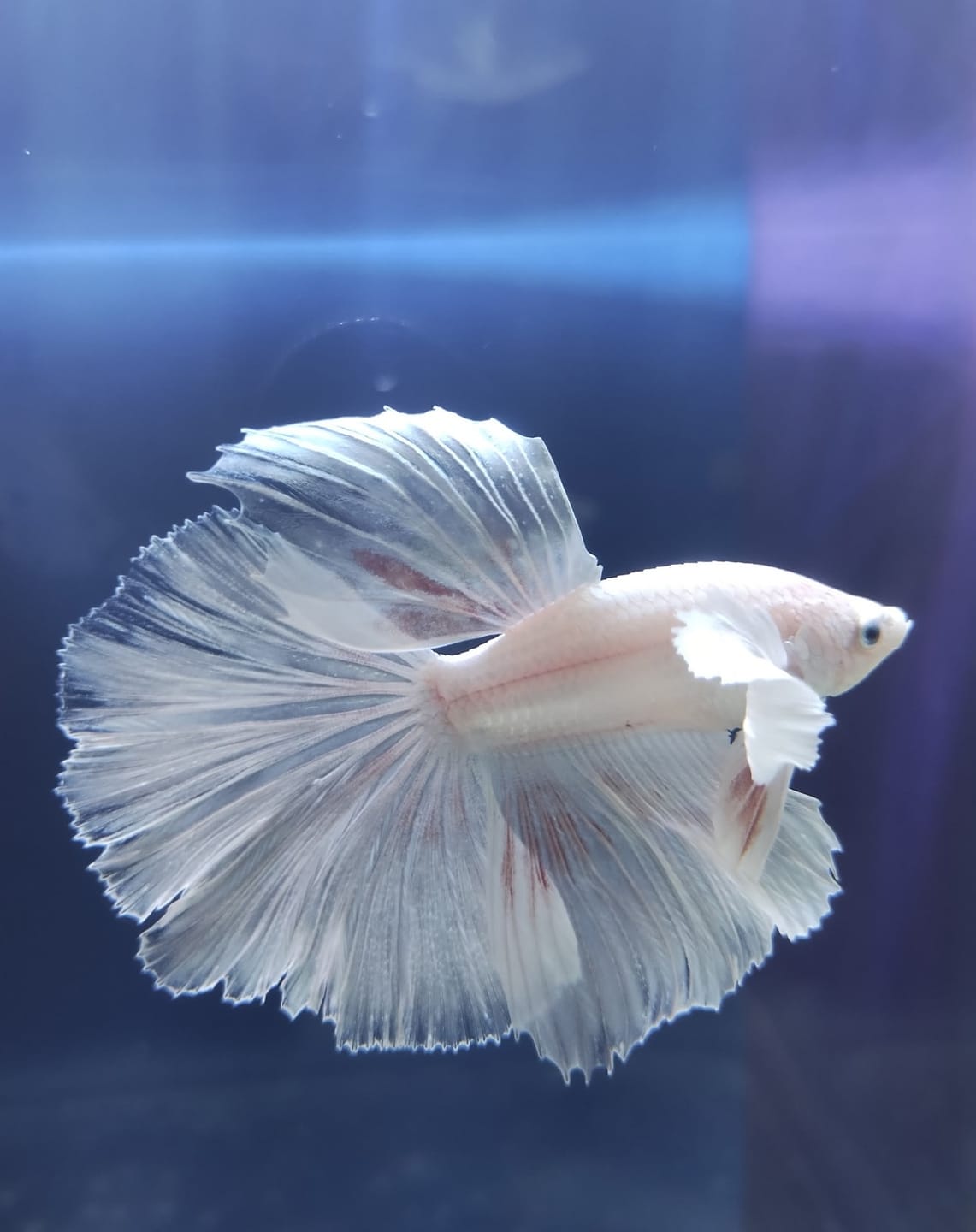 Customer photo review of Super White Dumbo Ear Halfmoon Male Betta Fish