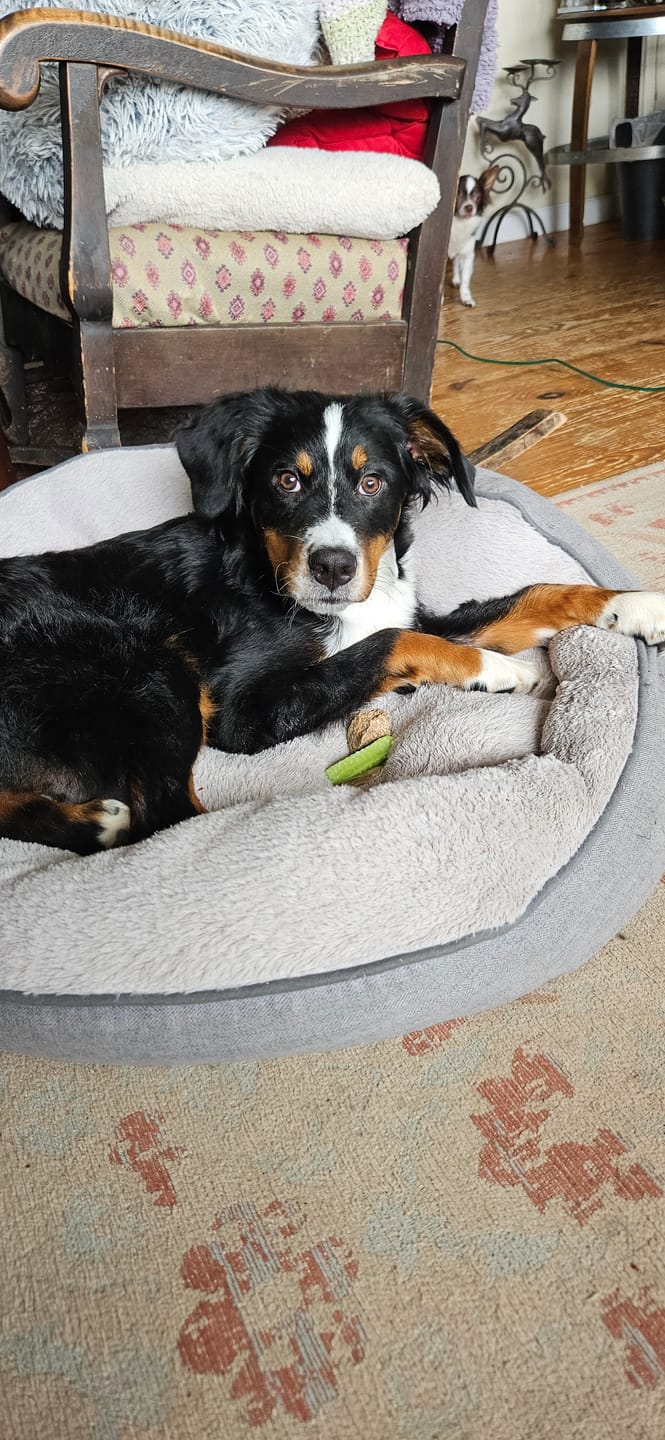 Customer photo review of Himalayan Yak Chews — All Sizes | Small to Giant Dogs