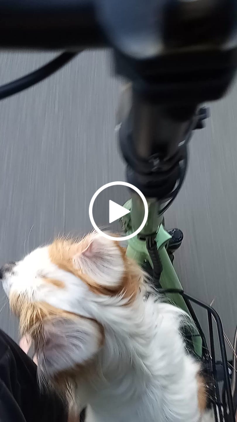 Customer video review of Gyroor C1Plus 1000W Electric Scooter with Dual Baskets for Pets & Cargo