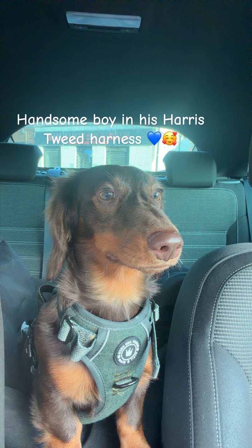 Customer photo review of Trail & Glow Tweed Dog Harness - Forest Tweed