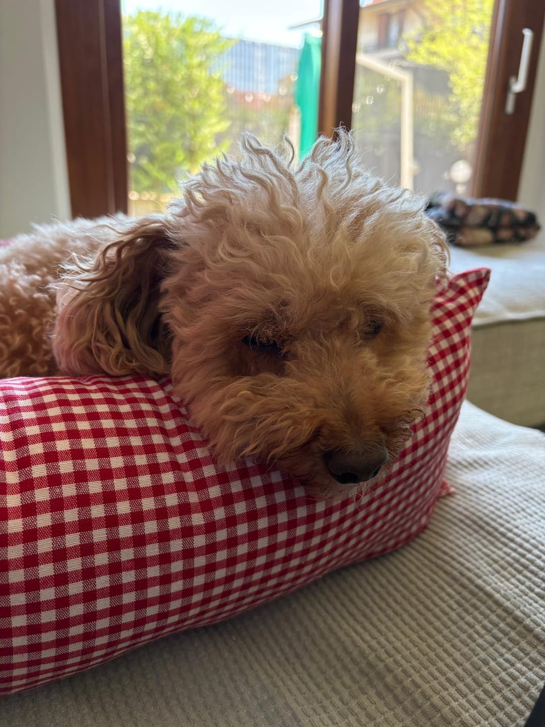 Customer photo review of Seggiolino Auto Cotone Vichy Rosso