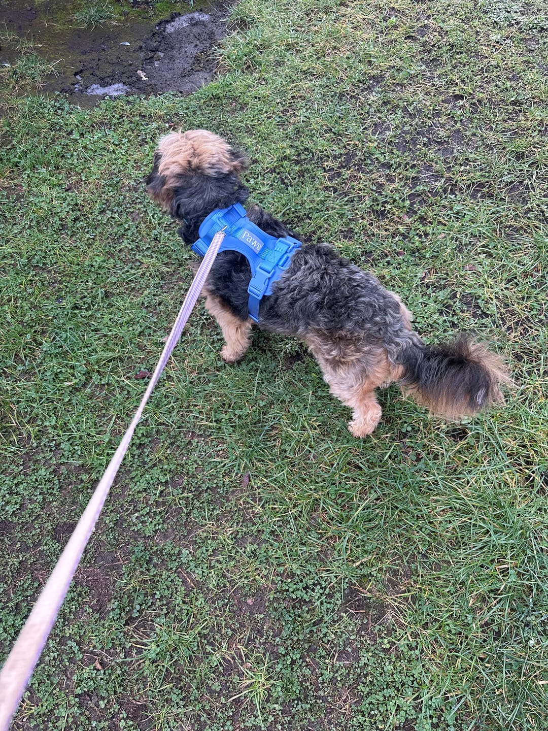 Customer photo review of Arnés Paws