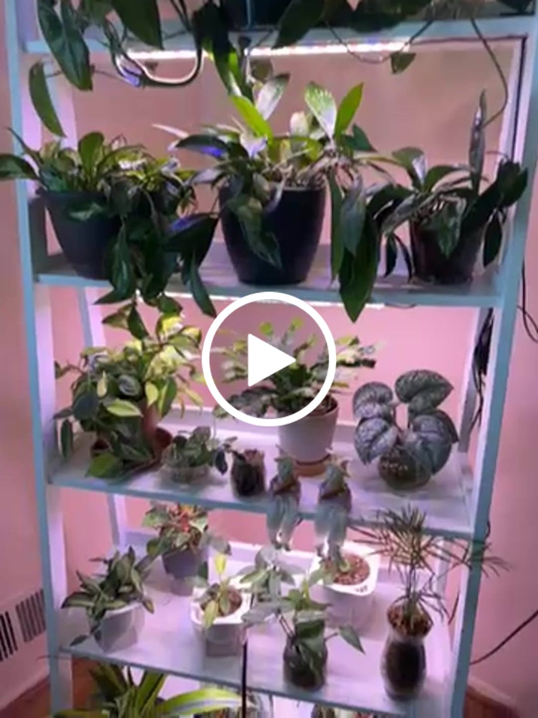 Customer video review of Bloom Juice Award-Winning Formula