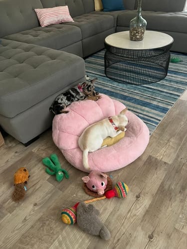 Customer photo review of Strawberry Yak Chew — Vitamin C, Fiber & Teeth Whitening (CA)