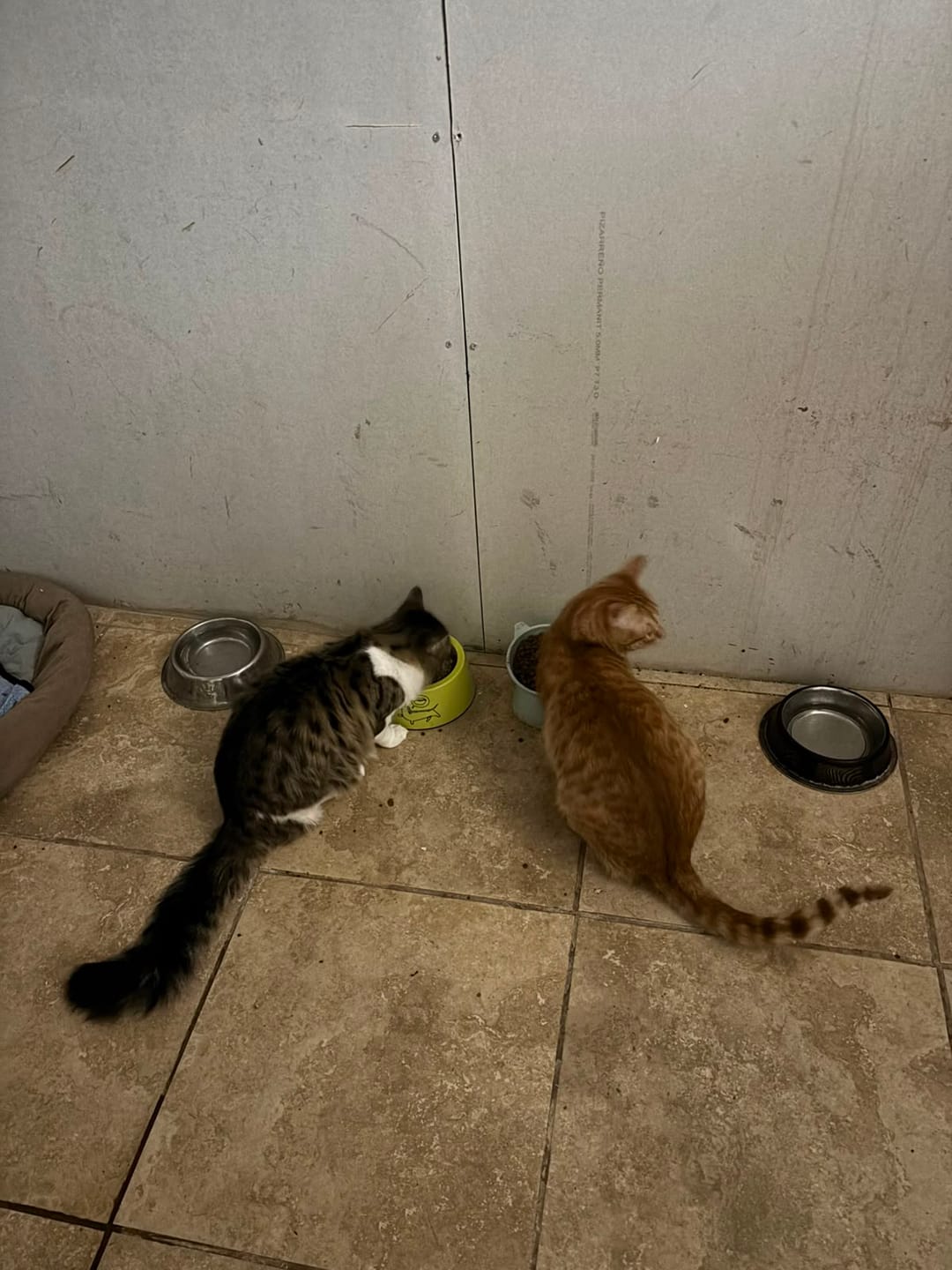 Customer photo review of PetFamily Foods Gato Pollo-Salmón