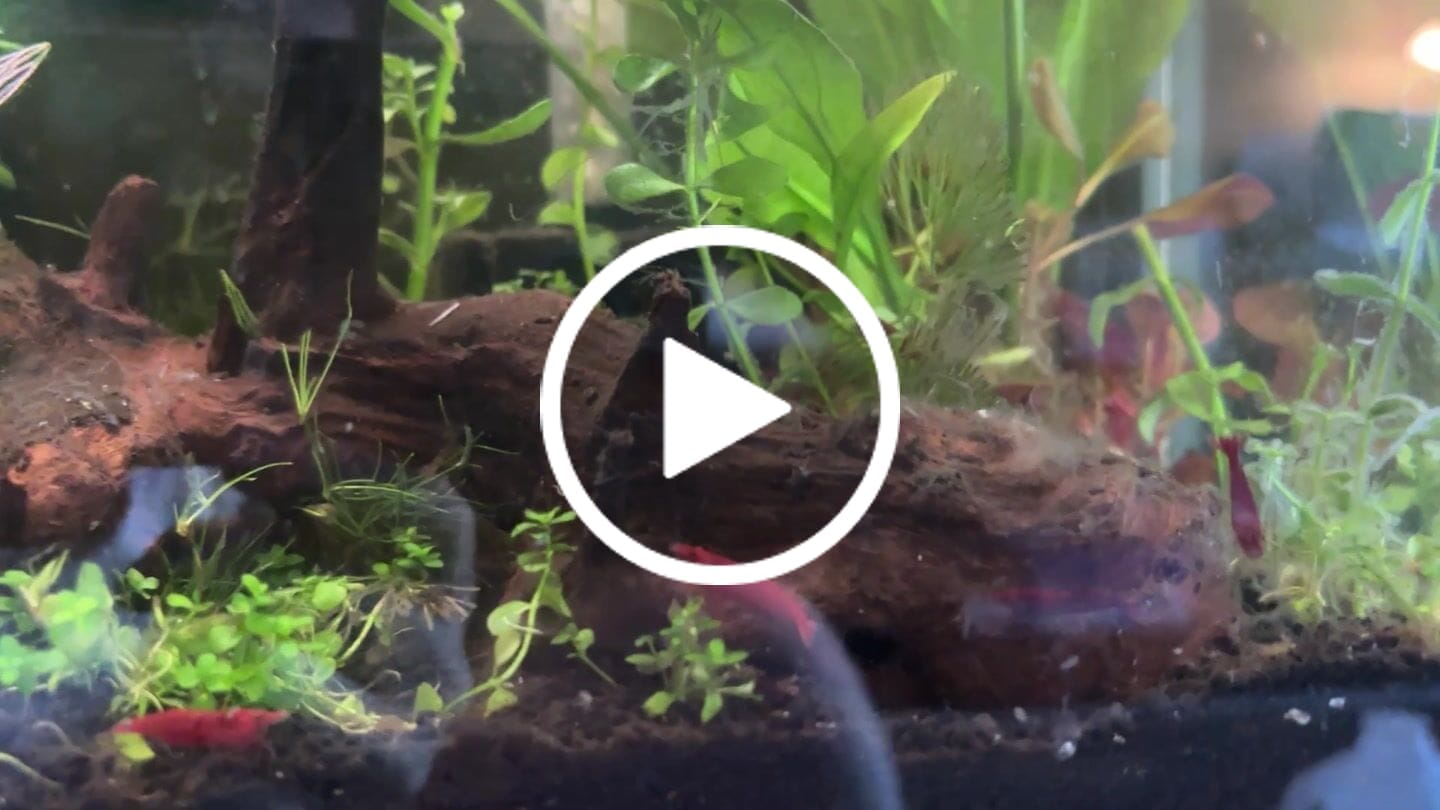 Customer video review of Blue Dream Shrimp