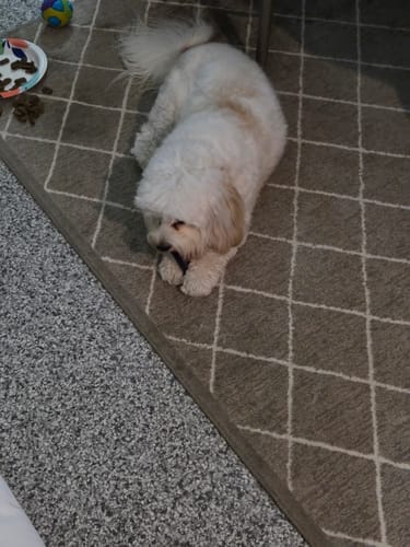 Customer photo review of Himalayan Yak Chews — 6 Flavor Variety Pack | Find Your Dog's Favorite (CA)