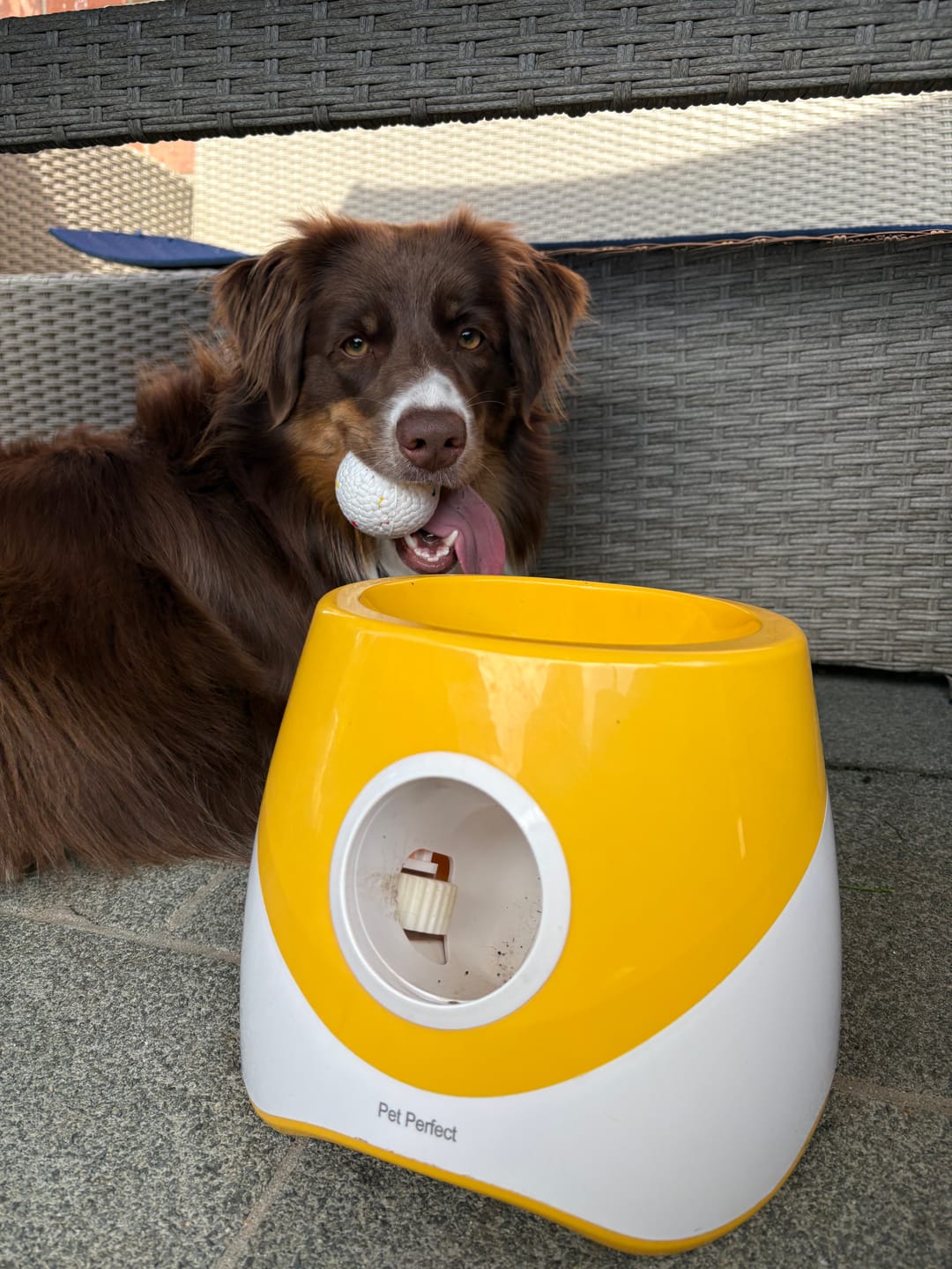 Customer photo review of Pet Perfect Automatische Ballenwerper Hond - 58mm ETPU