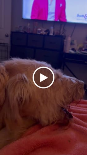 Customer photo review of Himalayan Yak Chews — 6 Flavor Variety Pack | Find Your Dog's Favorite (CA)