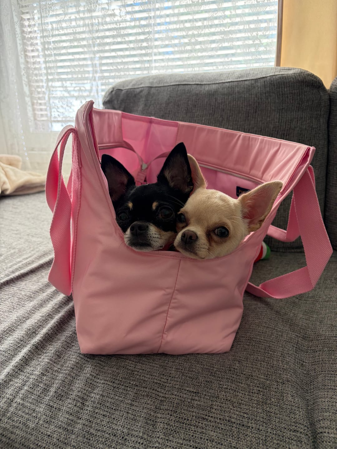 Customer photo review of Polo Ralph Lauren Dog Woven Tote (Fashion)