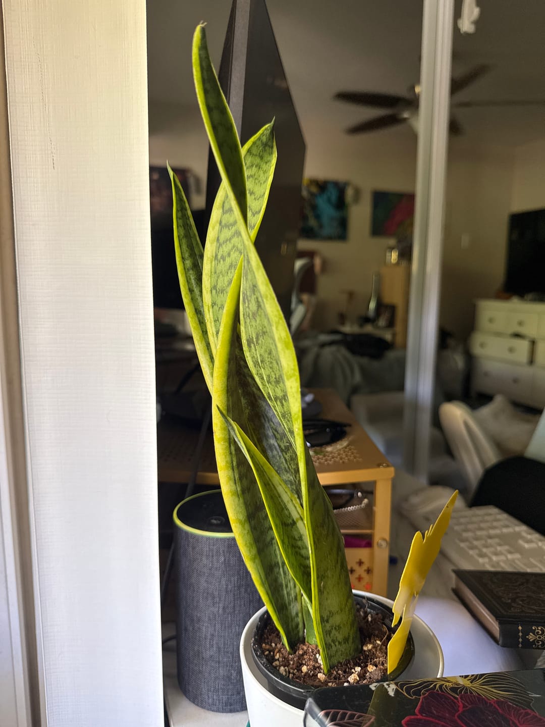Customer photo review of Snake Plant | Mother-In-Law's-Tongue Plant | Sansevieria Zeylanica Live plant | Sansevieria Laurentii | Plants for Pets | Air Purifier Plant