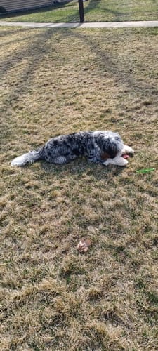 Customer photo review of Strawberry Yak Chew — Vitamin C, Fiber & Teeth Whitening (CA)