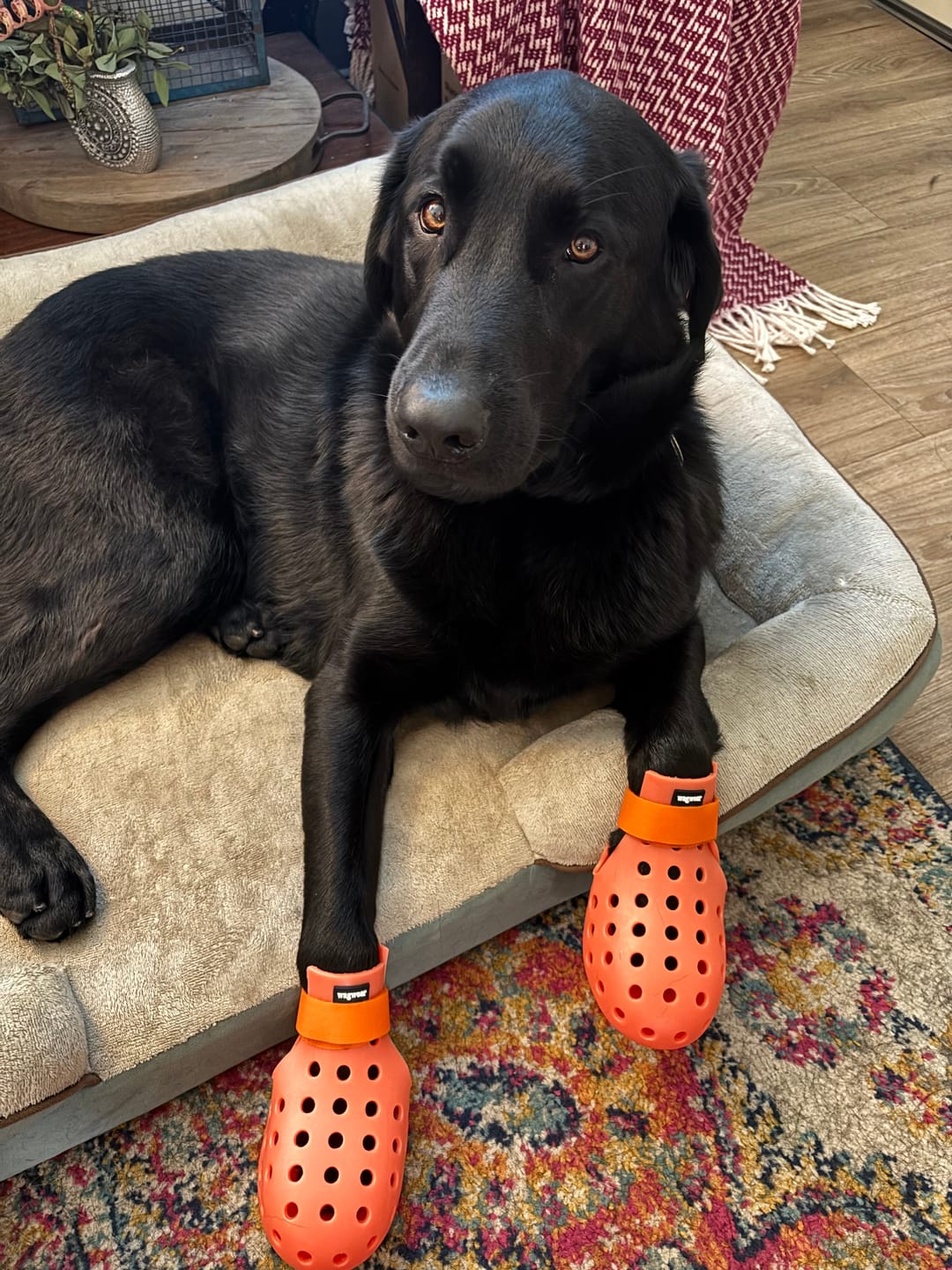 Customer photo review of WagWellies® Mojave Neon Orange