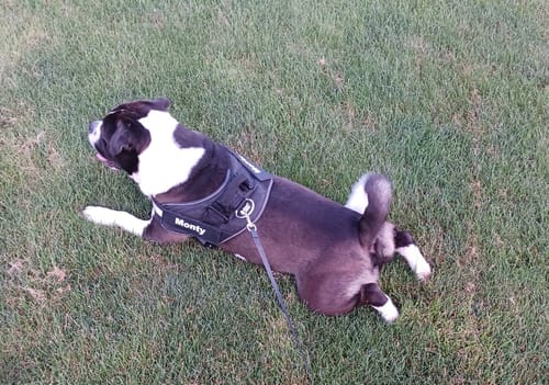 Customer's black and white dog wearing the Dogshood™ harness while lying comfortably on the grass.