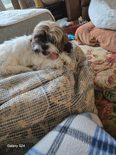 Customer photo review of Strawberry Yak Chew — Vitamin C, Fiber & Teeth Whitening (CA)