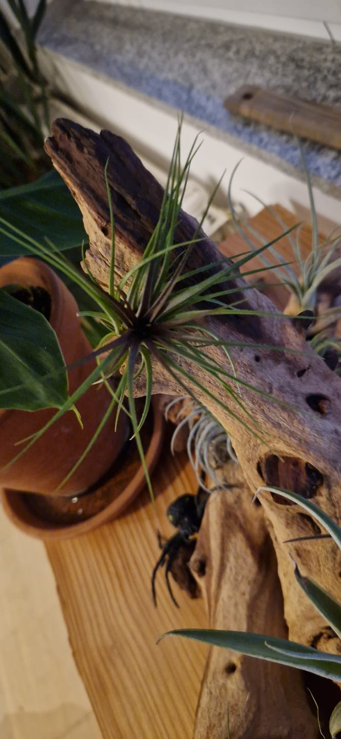 Customer photo review of Tillandsia ionantha