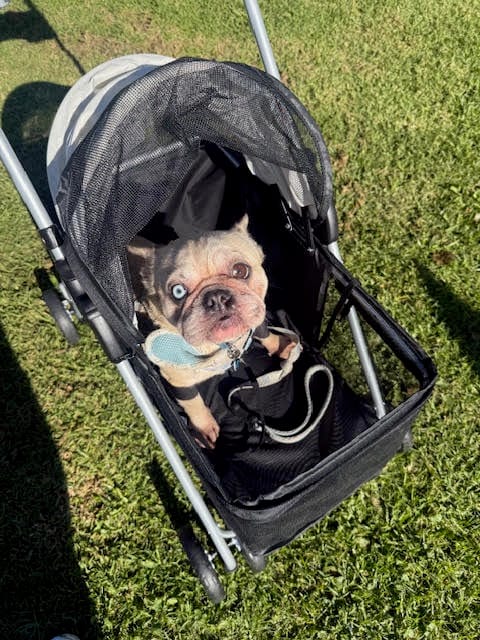 Customer photo review of Compact & Comfortable Pet Stroller