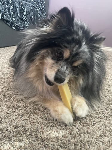 Customer photo review of Himalayan Yak Chews — 6 Flavor Variety Pack | Find Your Dog's Favorite (CA)