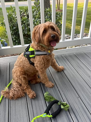 Customer's happy golden doodle, Harper, sitting on a deck wearing a neon and black Personalized Dog Harness.