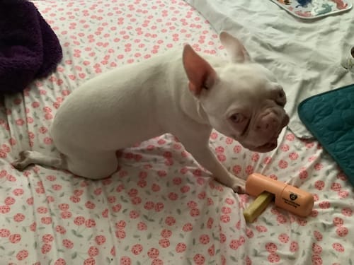 Customer photo review of Himalayan Yak Chews — 4 Flavor Variety Pack | Find Your Dog's Favorite (CA)