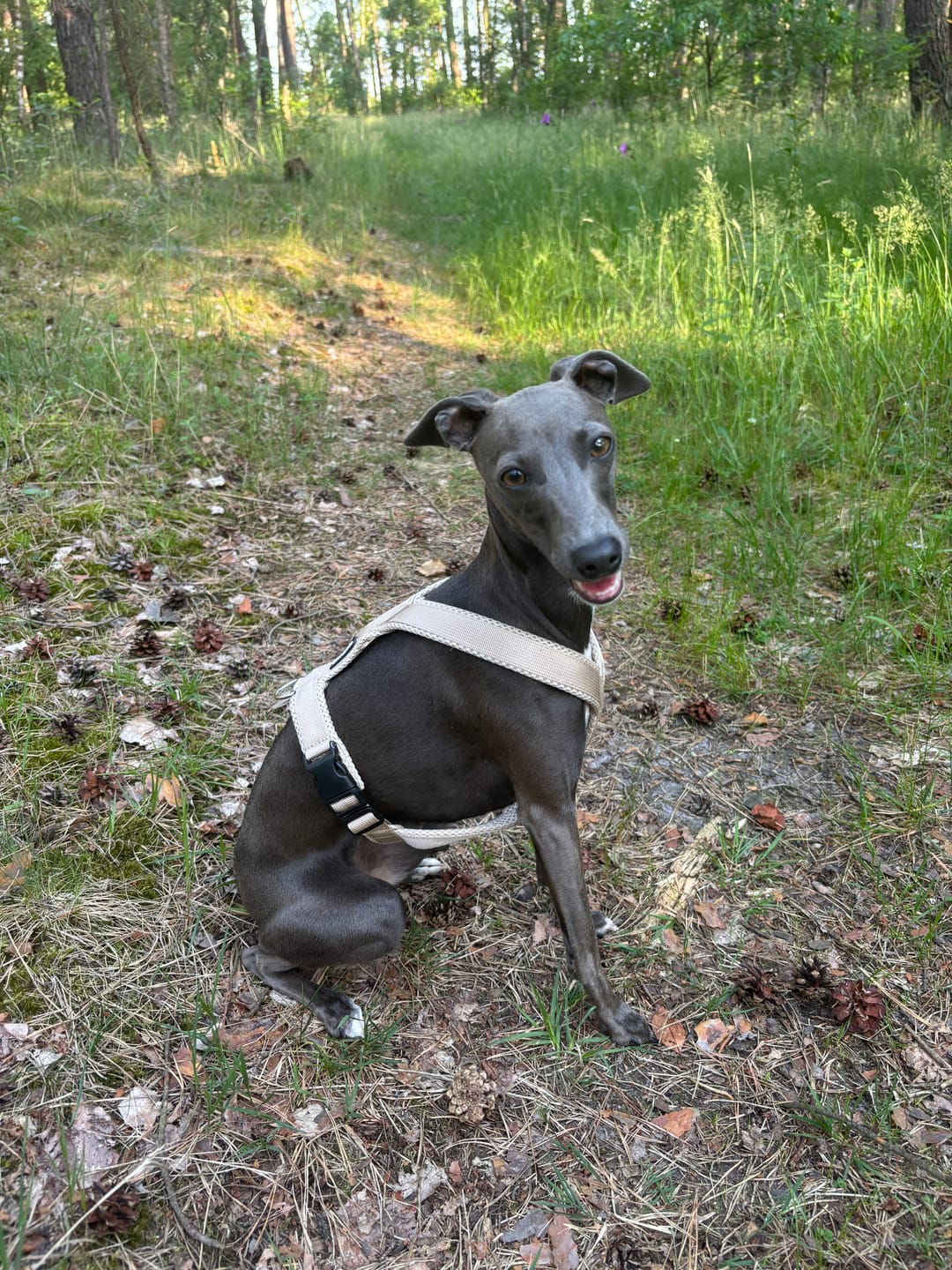Customer photo review of Windhundgeschirr FUN Welpe/Windspiel "Marzipan"