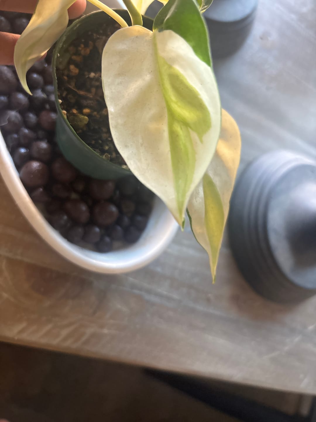 Customer photo review of Philodendron hederaceum 'Gabby'