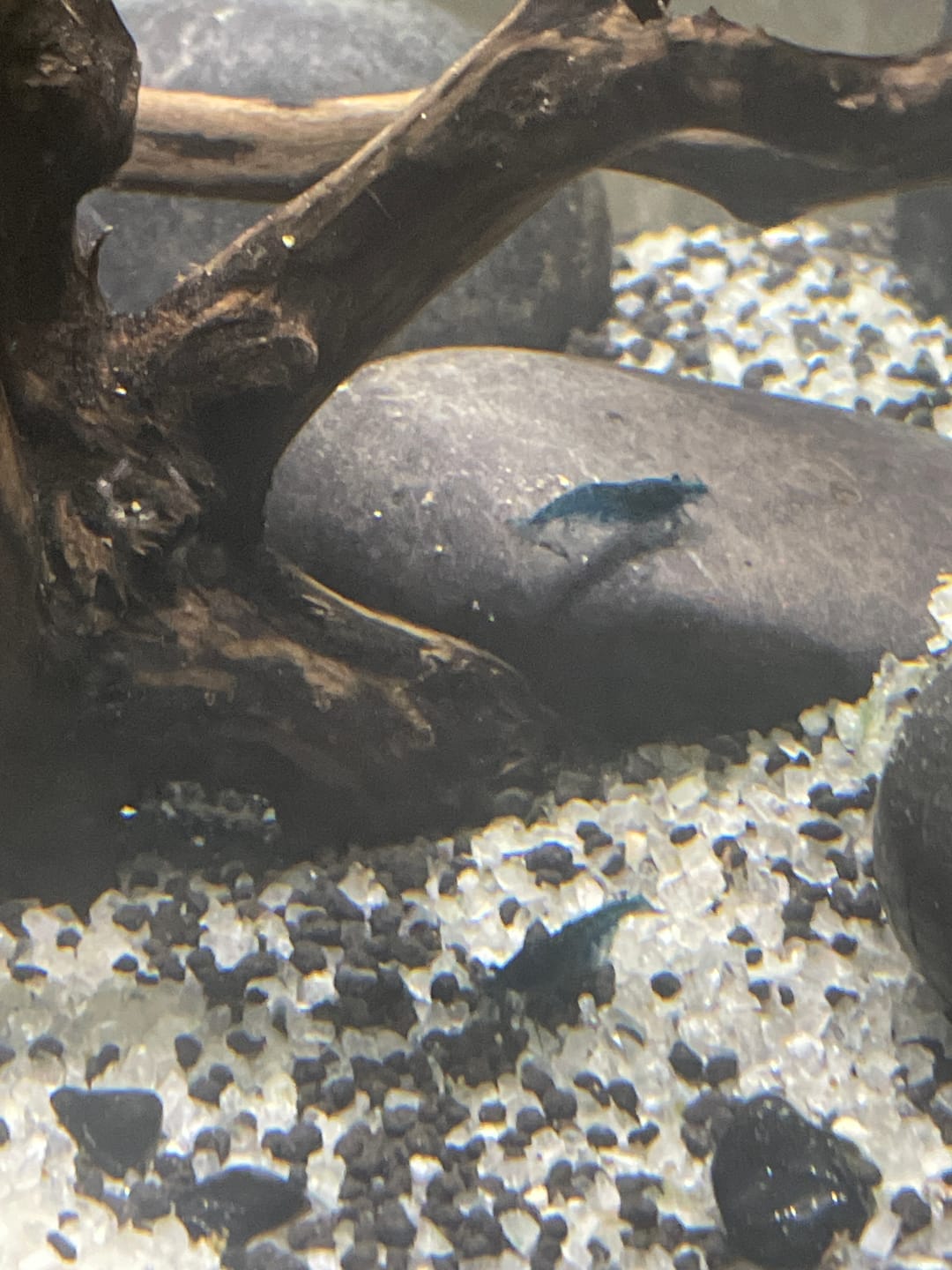 Customer photo review of Blue Dream Shrimp