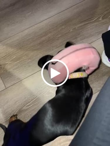 Customer photo review of Himalayan Yak Chews — 4 Flavor Variety Pack | Find Your Dog's Favorite (CA)