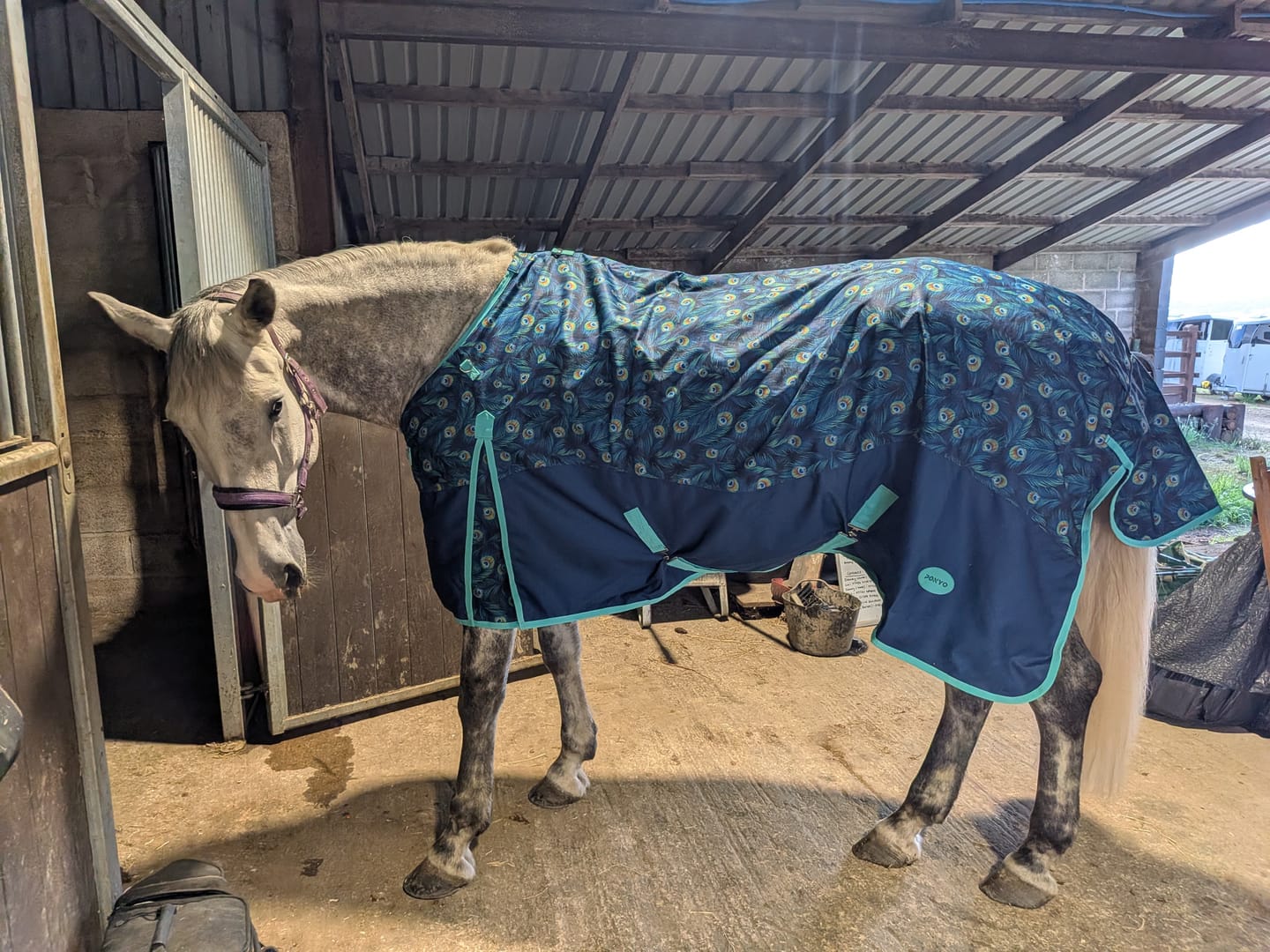 Customer photo review of Peacock No Fill Turnout Rug - 7'3