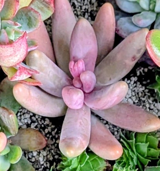 Customer photo review of Pachysedum Ganzhou - Cutting