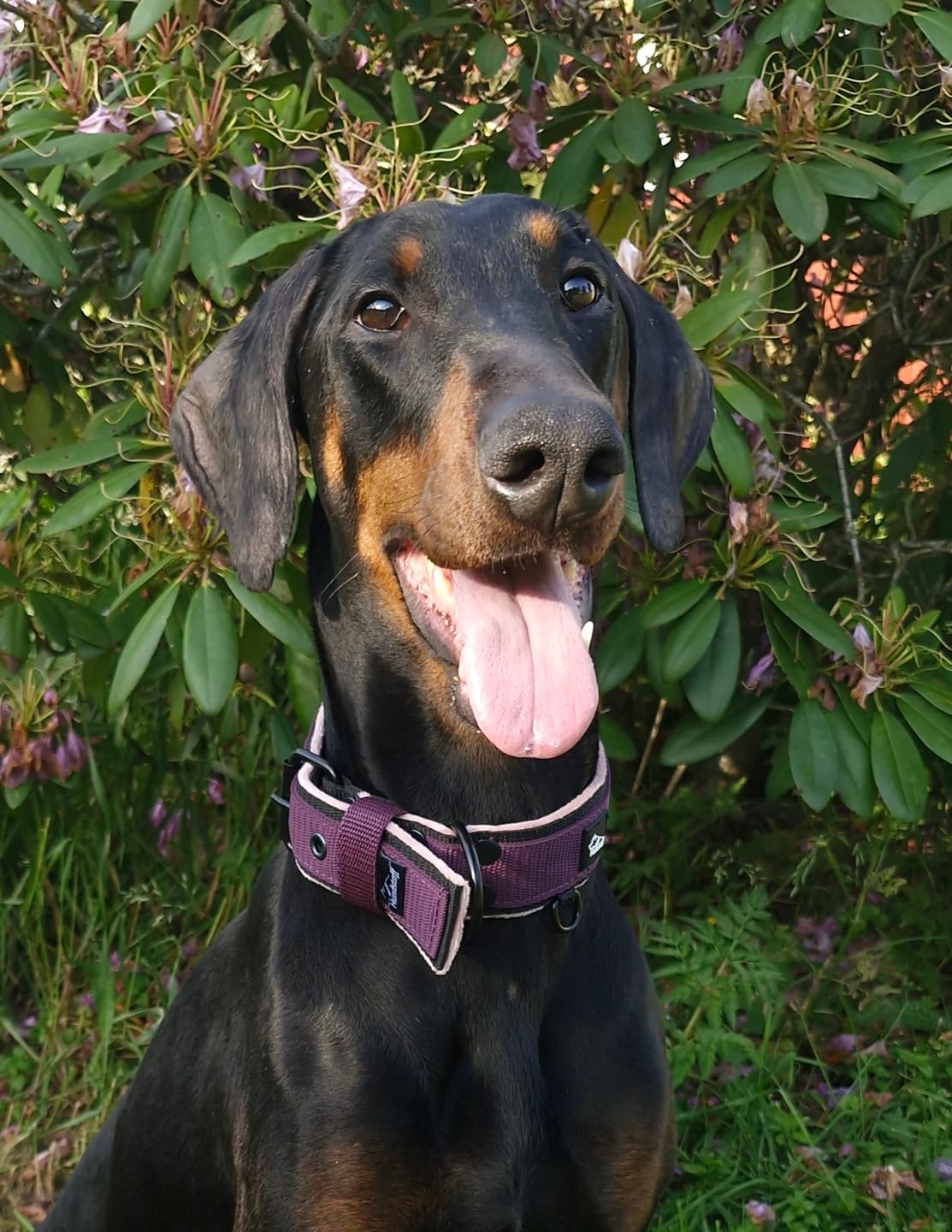 Customer photo review of Active Komfort Black Edition Plum - Brett slitstarkt halsband med spänne