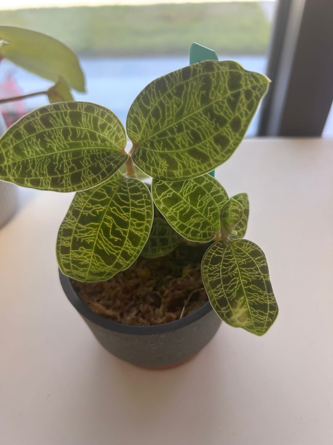 Customer photo review of Plant Juice