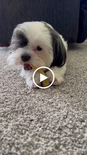 Customer photo review of Himalayan Yak Chews — 6 Flavor Variety Pack | Find Your Dog's Favorite (CA)