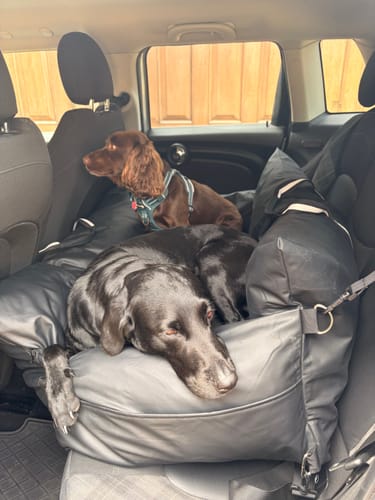 Customer's large black dog sleeping and smaller brown dog sitting together in The Dog Dock V2 in a car's back seat.