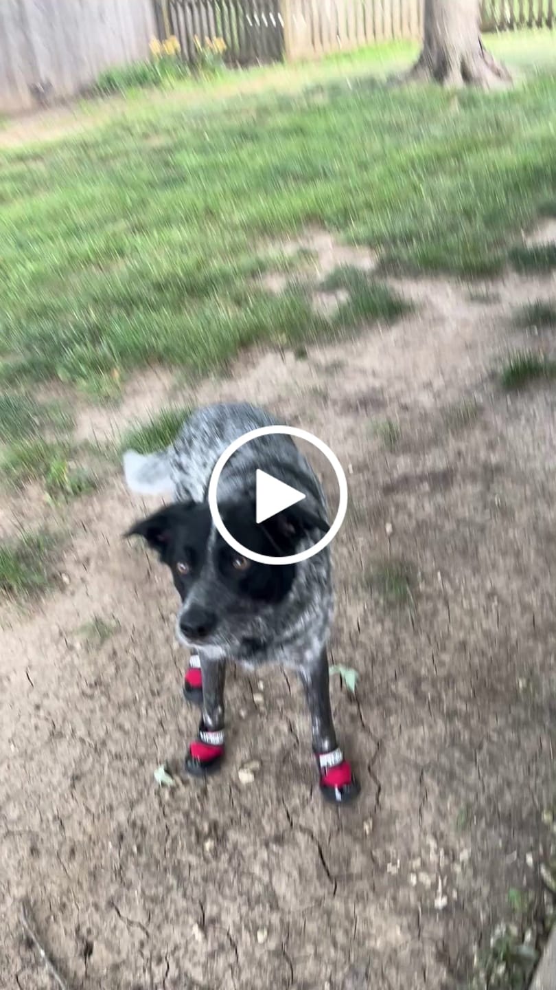 Customer video review of AIR PUP DOG SHOES - SET OF 4