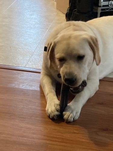 Customer photo review of Himalayan Yak Chews — 4 Flavor Variety Pack | Find Your Dog's Favorite (CA)
