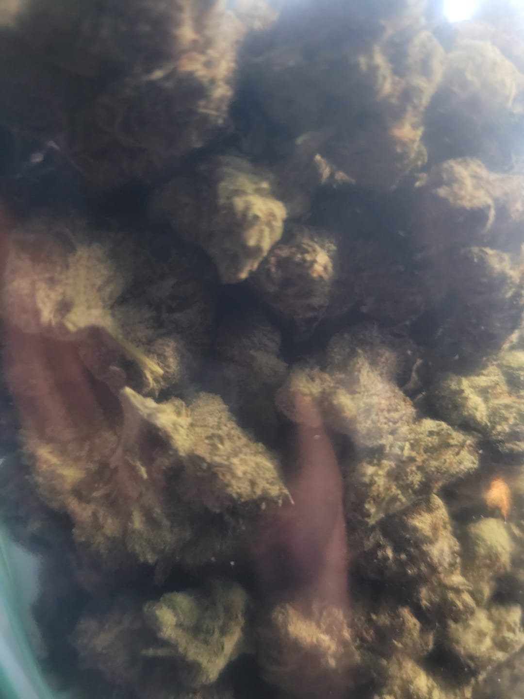 Customer photo review of Lemon Cherry Gas Indoor - Bulk - Hybrid