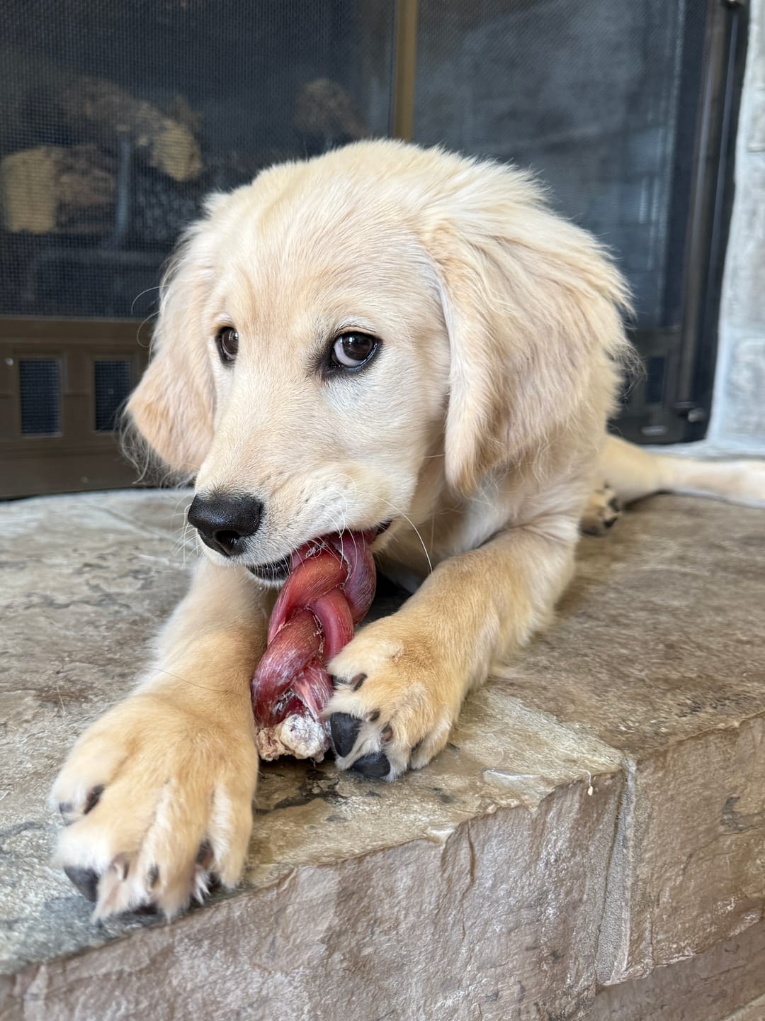 Customer photo review of 6-Inch Braided Bully Sticks — Triple-Twisted, 100% Beef, Lasts 3x Longer