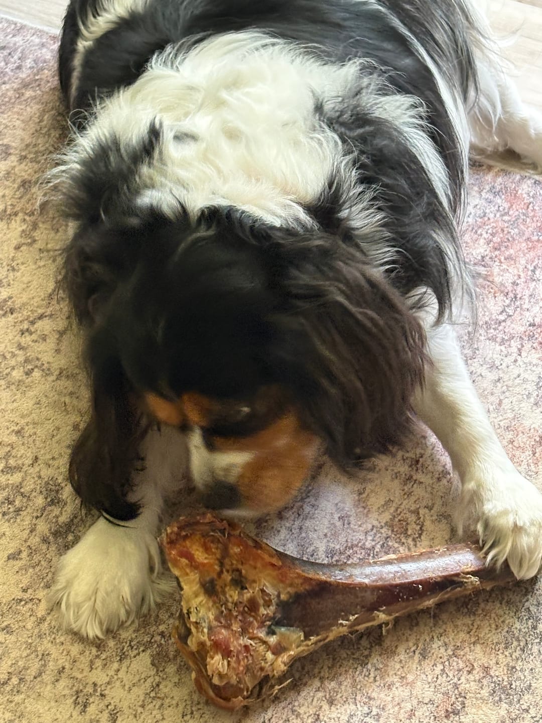 Customer photo review of Large Ostrich Cane (11.5" x 5"): The Ultimate Long-Lasting Chew for Medium, Large & XL Dogs