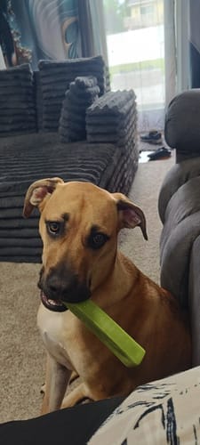 Customer photo review of Himalayan Yak Chews — 6 Flavor Variety Pack | Find Your Dog's Favorite (CA)