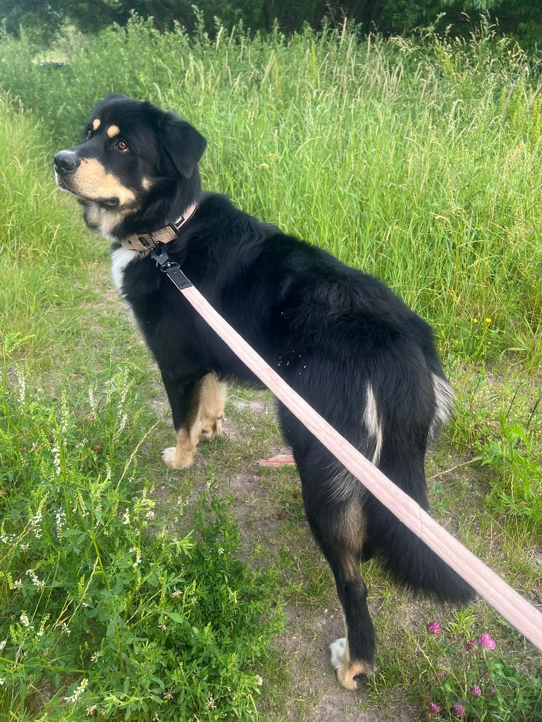 Customer photo review of Szeroka obroża z klamrą - Active Komfort Black Edition Beżowa