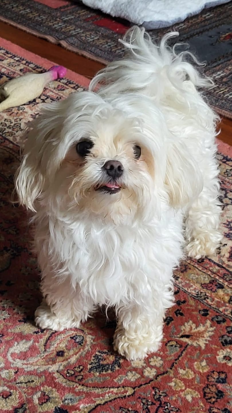 Customer photo review of Croquettes Poulet & Petit Pois - Chien Petite Race