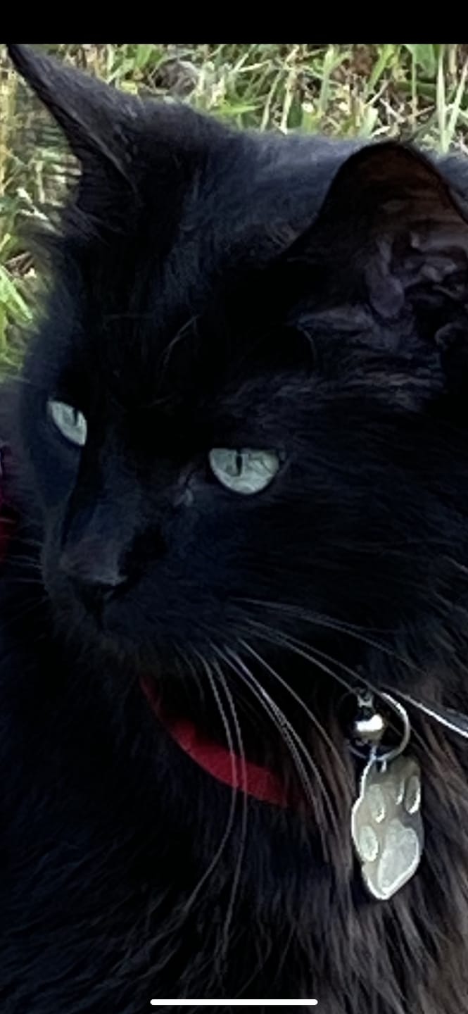 Customer photo review of Lick a Day | Mix Flavor Chicken & Tuna | Specially Formulated 7-in-1 Functions Daily Real Meat Lickable Cat Treats | Tasty Cat Puree Squeeze ups for Cats & Pet Vitamins Combination (Pack of 28 Sachets)