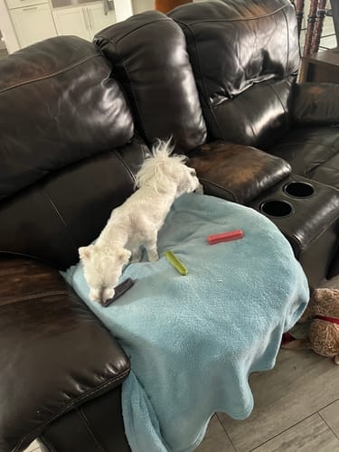 Customer photo review of Himalayan Yak Chews — 4 Flavor Variety Pack | Find Your Dog's Favorite (CA)