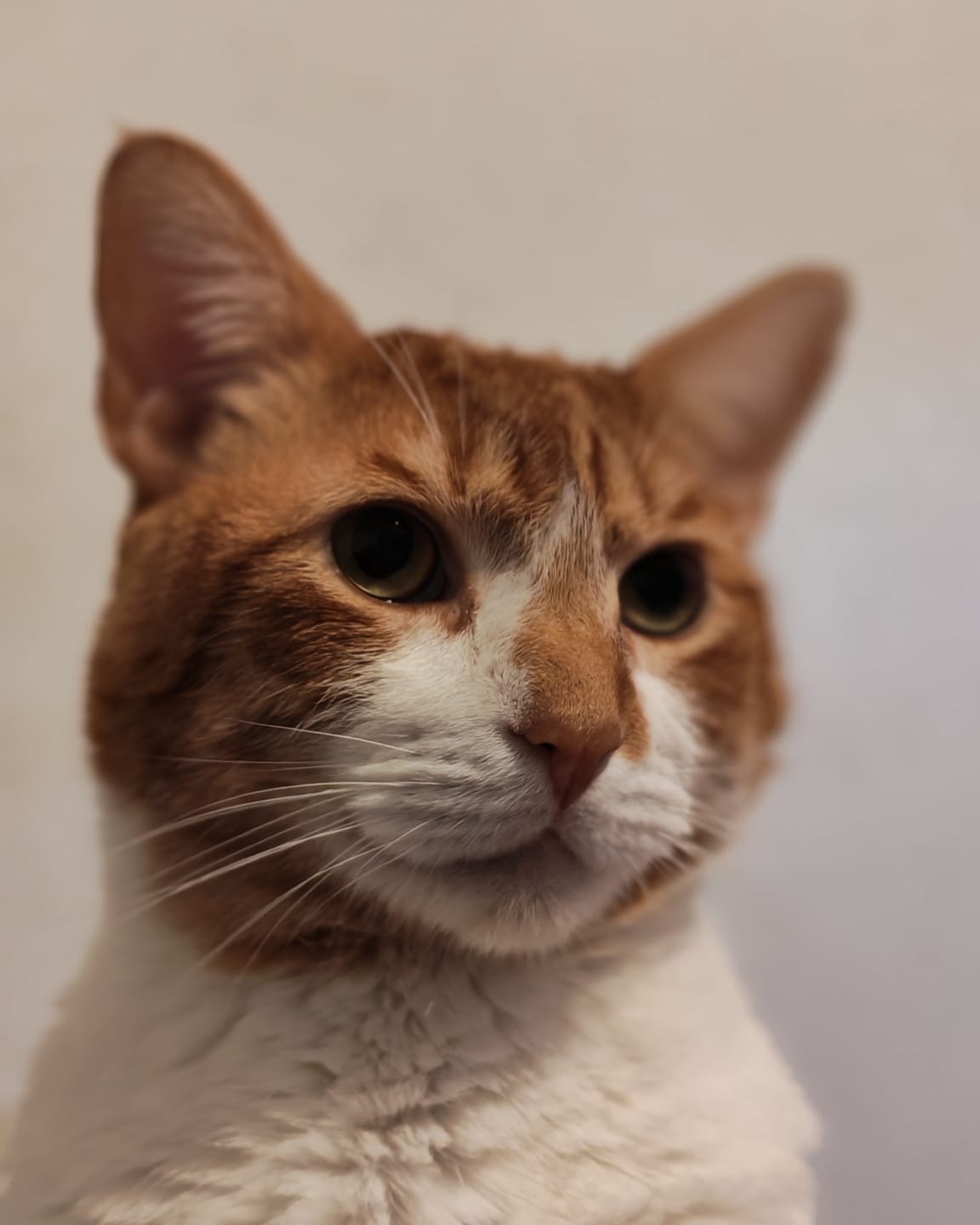 Customer photo review of BRAVERY CHICKEN ADULT CAT STERILIZED| Gato Adulto Esterilizado Pollo  2kg