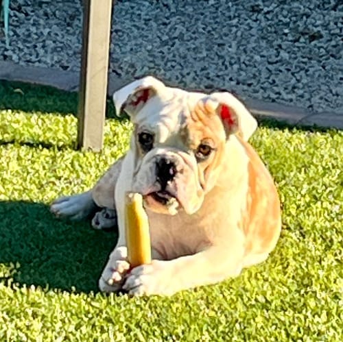 Customer photo review of Himalayan Yak Chews — 6 Flavor Variety Pack | Find Your Dog's Favorite (CA)