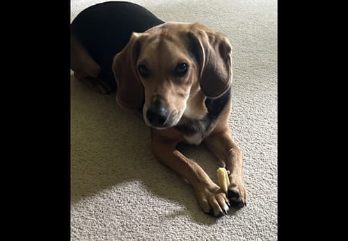 Customer photo review of Strawberry Yak Chew — Vitamin C, Fiber & Teeth Whitening (CA)