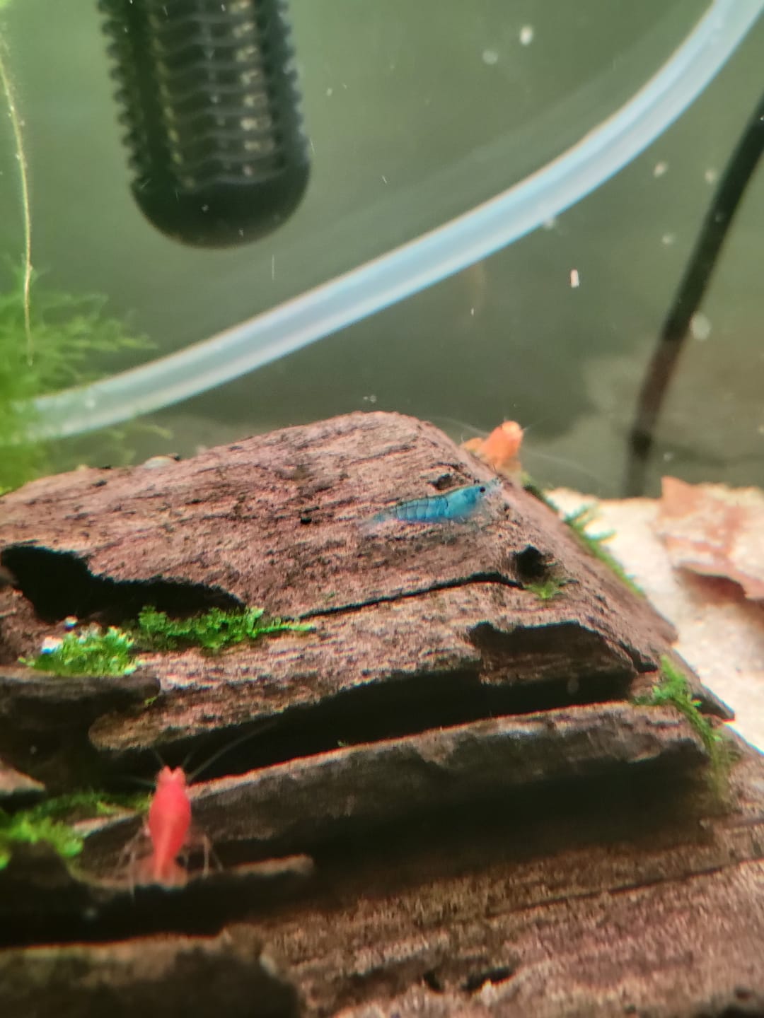 Customer photo review of Blue Velvet Shrimp