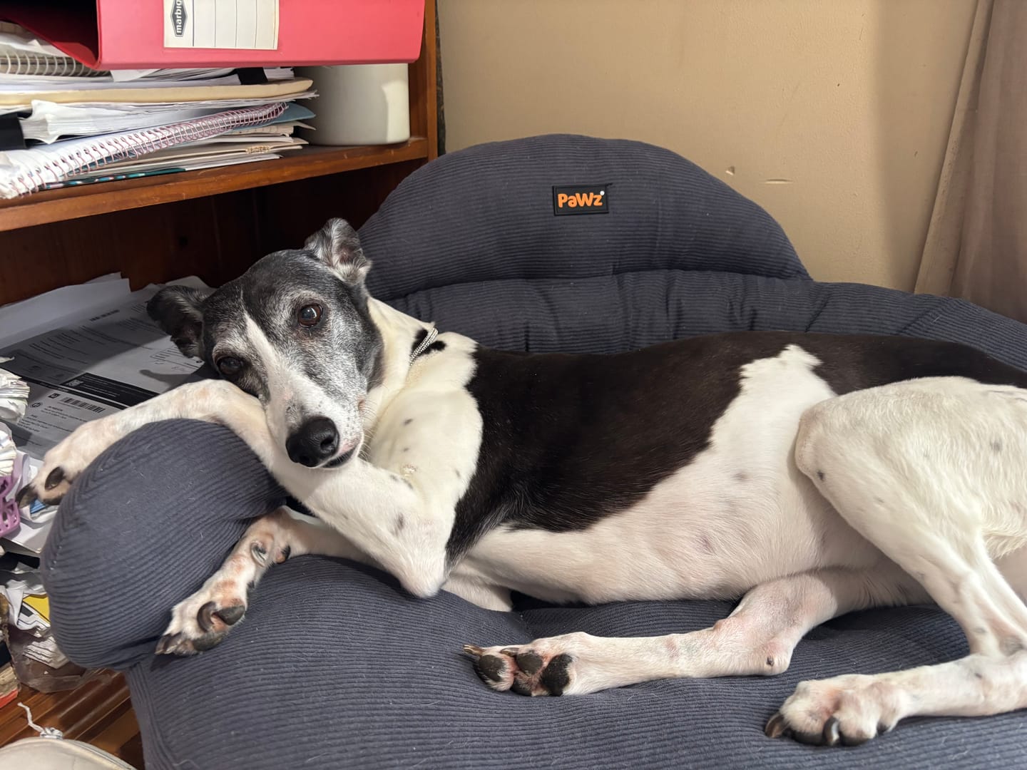 Customer photo review of CloudNest Elevated Pet Sofa Bed