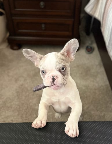 Customer photo review of Blueberry Yak Chew — Antioxidants, Vitamins C & K, Heart Health (CA)